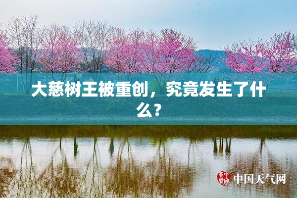 大慈树王被重创，究竟发生了什么？