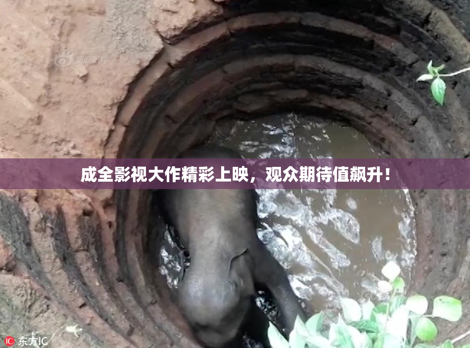 成全影视大作精彩上映,观众期待值飙升!