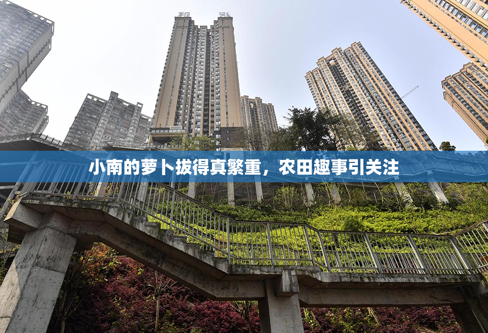 小南的萝卜拔得真繁重,农田趣事引关注