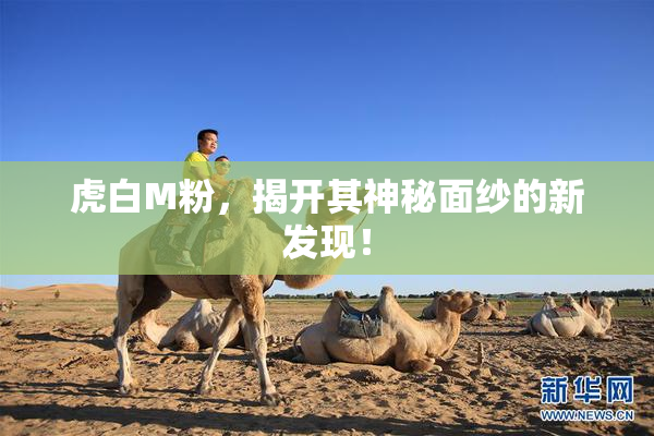 虎白M粉，揭开其神秘面纱的新发现！