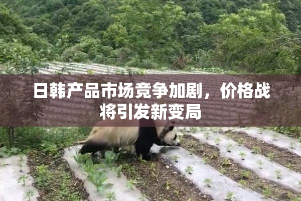 日韩产品市场竞争加剧，价格战将引发新变局