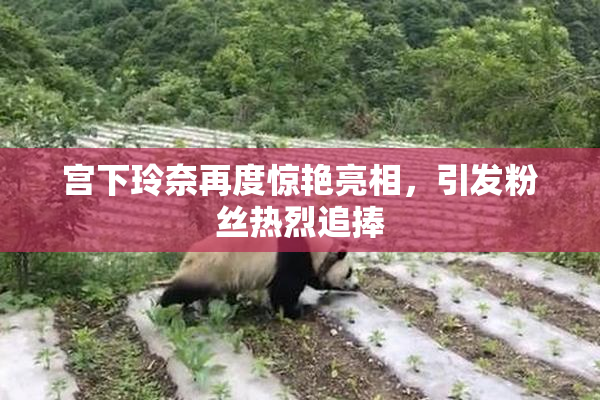 宫下玲奈再度惊艳亮相，引发粉丝热烈追捧