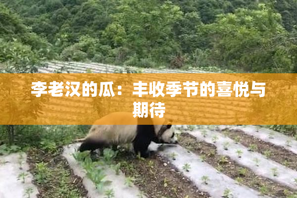 李老汉的瓜：丰收季节的喜悦与期待