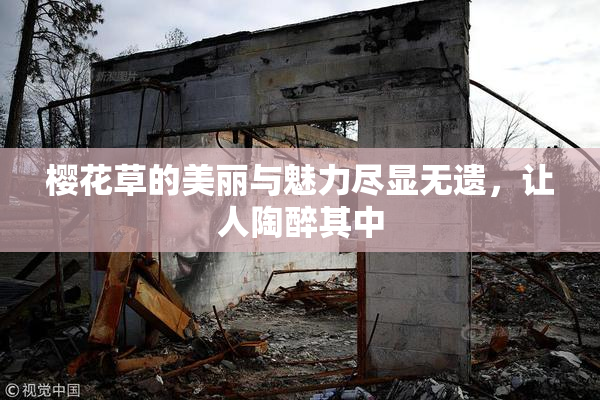 樱花草的美丽与魅力尽显无遗，让人陶醉其中