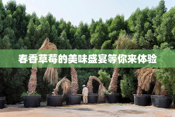 春香草莓的美味盛宴等你来体验