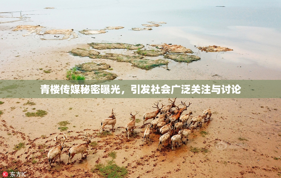 青楼传媒秘密曝光，引发社会广泛关注与讨论