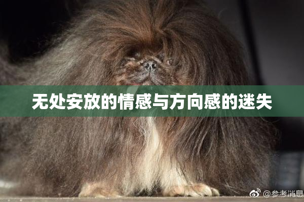 无处安放的情感与方向感的迷失