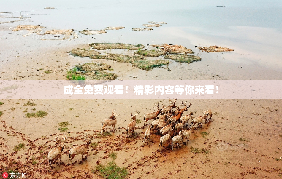成全免费观看！精彩内容等你来看！