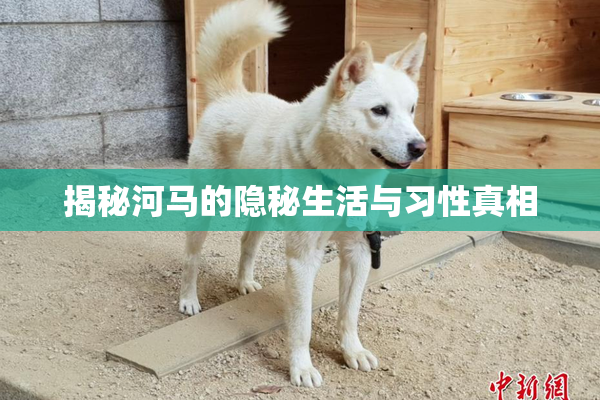 揭秘河马的隐秘生活与习性真相