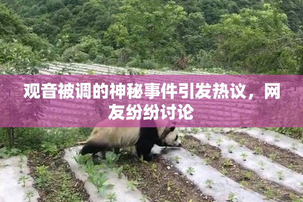观音被调的神秘事件引发热议，网友纷纷讨论
