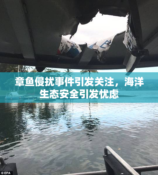 章鱼侵扰事件引发关注，海洋生态安全引发忧虑