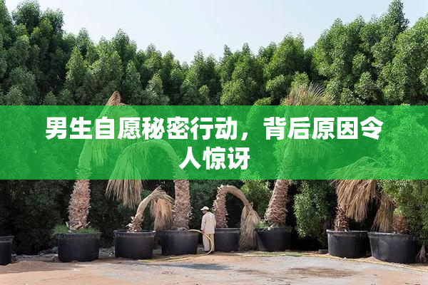 男生自愿秘密行动，背后原因令人惊讶