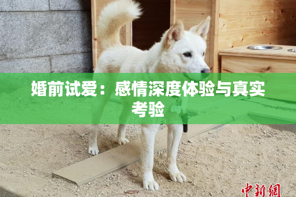 婚前试爱：感情深度体验与真实考验