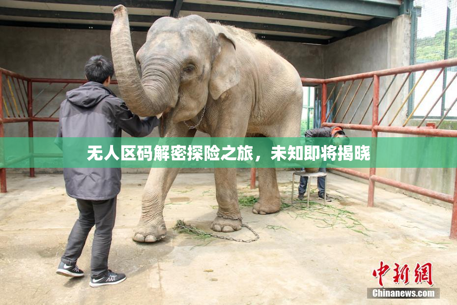 无人区码解密探险之旅，未知即将揭晓