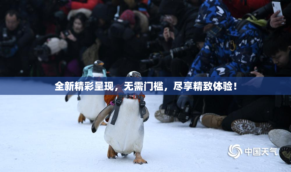 全新精彩呈现，无需门槛，尽享精致体验！
