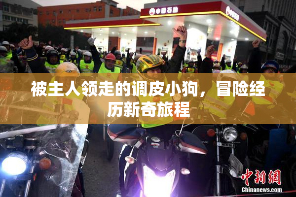 被主人领走的调皮小狗，冒险经历新奇旅程
