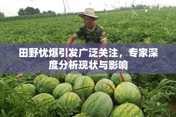 田野忧爆引发广泛关注，专家深度分析现状与影响