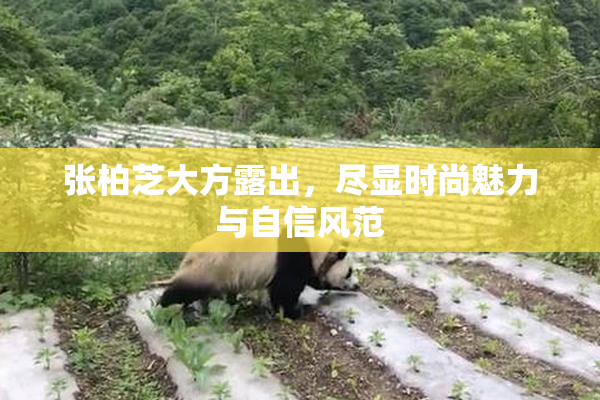 张柏芝大方露出，尽显时尚魅力与自信风范