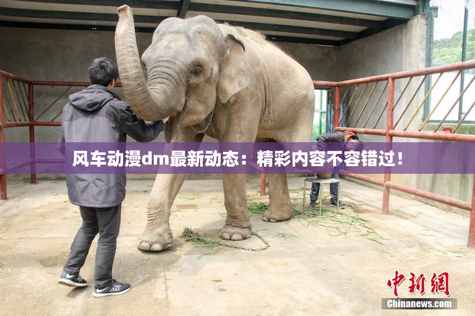 风车动漫dm最新动态：精彩内容不容错过！
