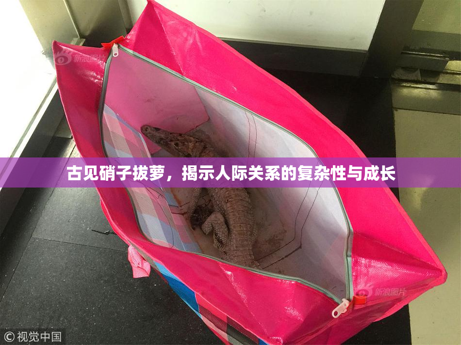 古见硝子拔萝，揭示人际关系的复杂性与成长