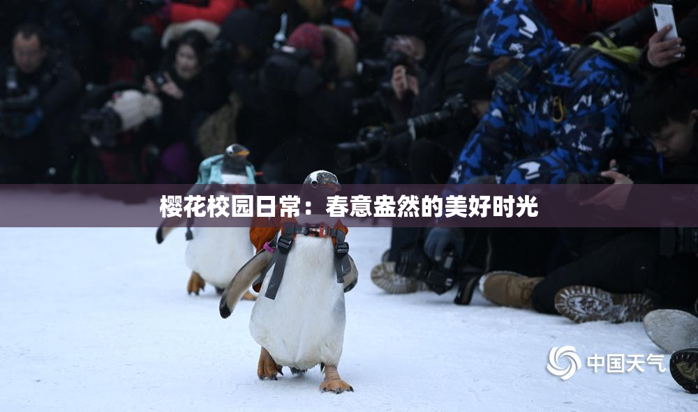 樱花校园日常：春意盎然的美好时光