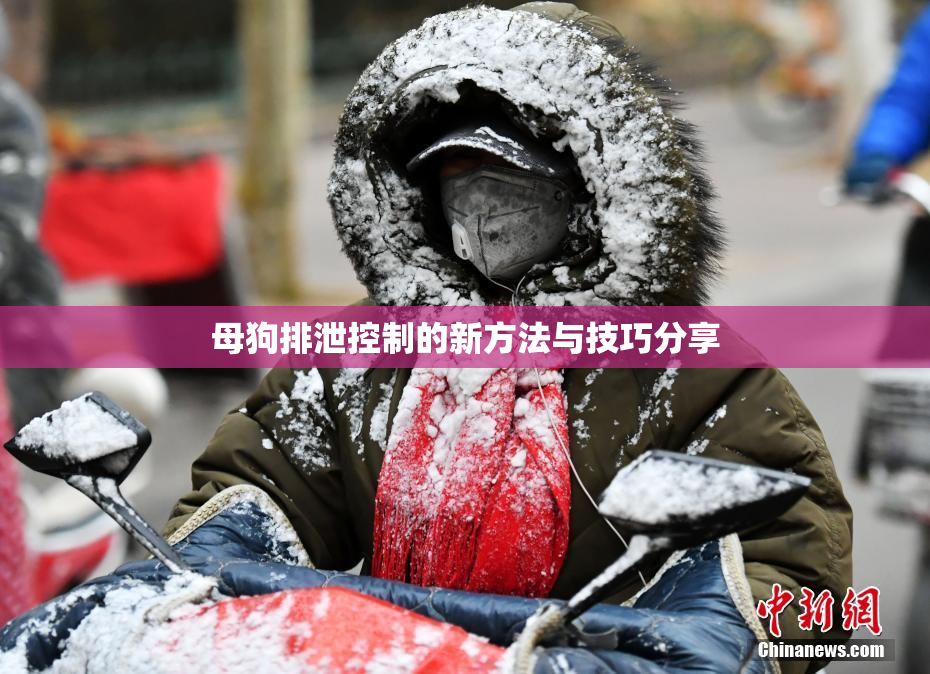 母狗排泄控制的新方法与技巧分享