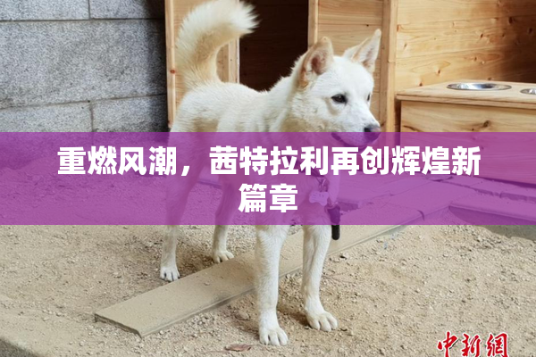 重燃风潮，茜特拉利再创辉煌新篇章