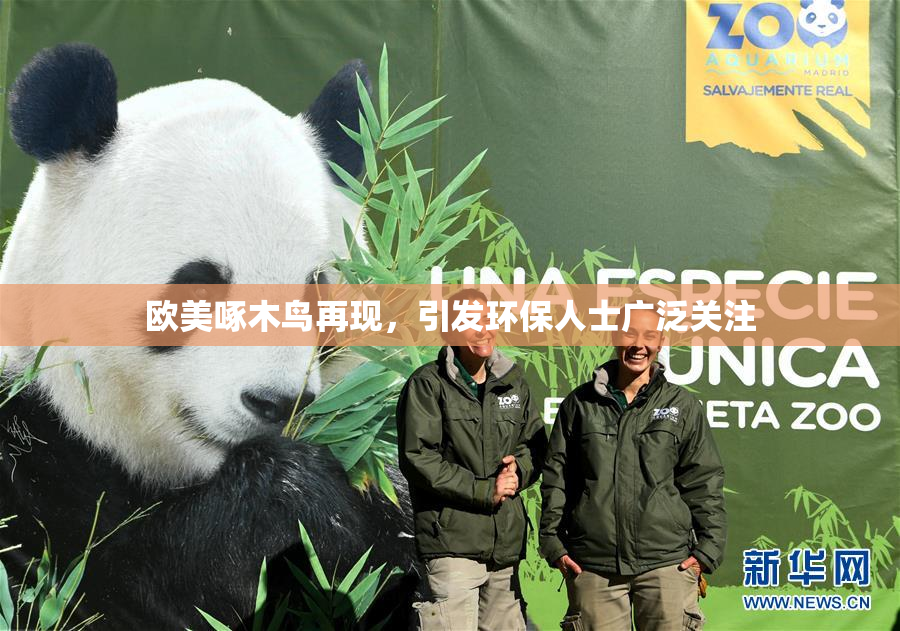 欧美啄木鸟再现，引发环保人士广泛关注