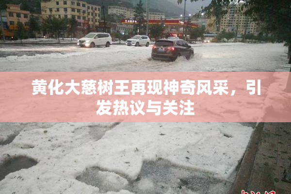 黄化大慈树王再现神奇风采，引发热议与关注