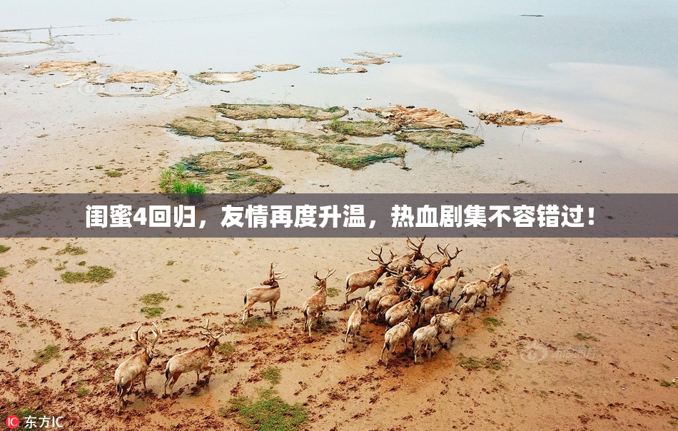 闺蜜4回归，友情再度升温，热血剧集不容错过！