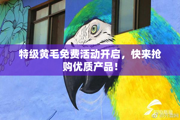 特级黄毛免费活动开启，快来抢购优质产品！