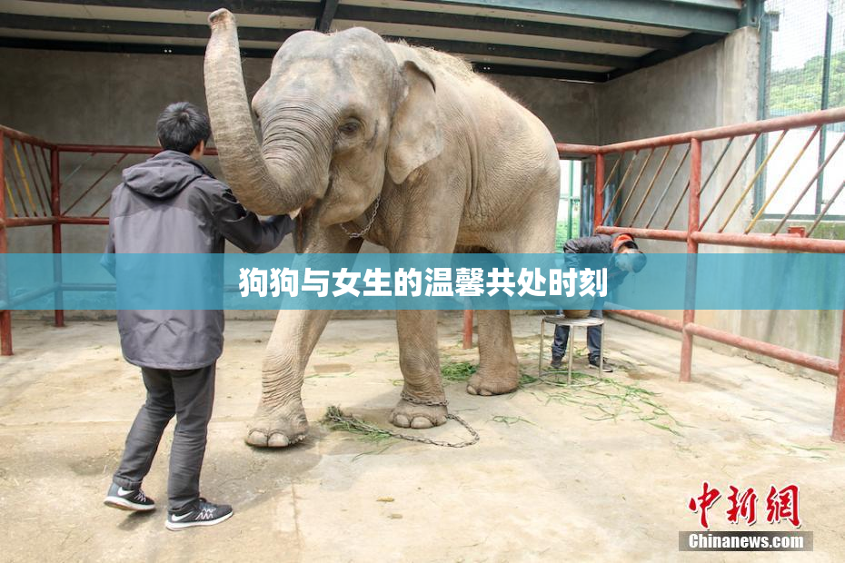 狗狗与女生的温馨共处时刻