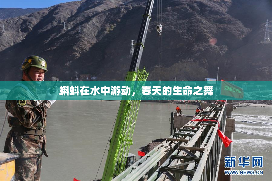 蝌蚪在水中游动，春天的生命之舞