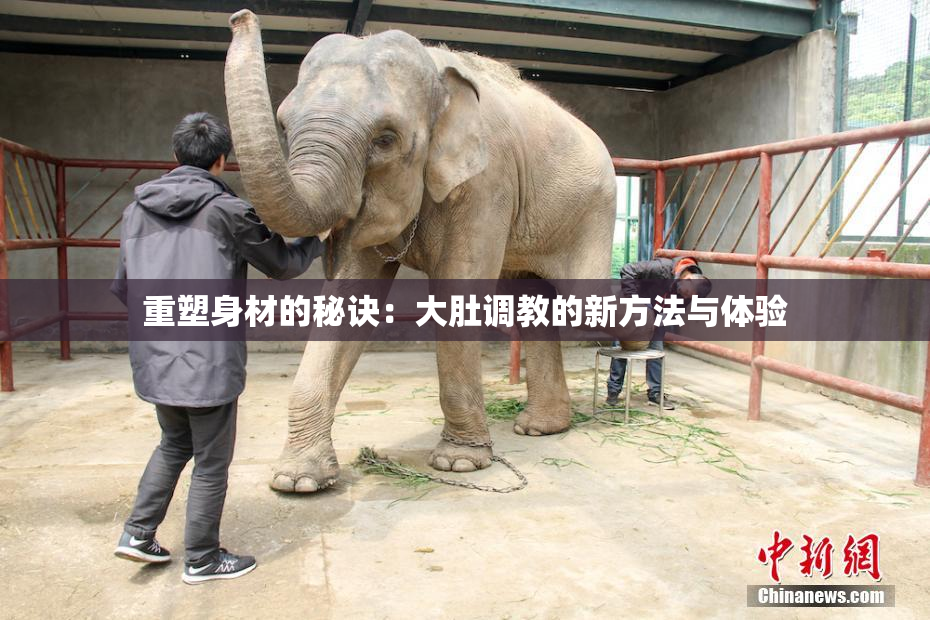 重塑身材的秘诀：大肚调教的新方法与体验