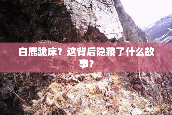 白鹿跪床？这背后隐藏了什么故事？