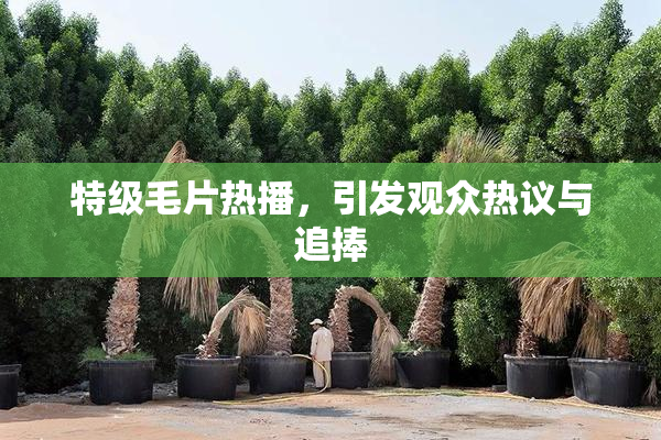 特级毛片热播，引发观众热议与追捧