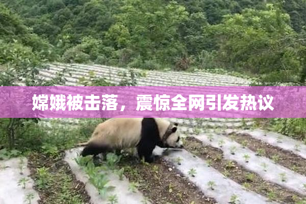 嫦娥被击落，震惊全网引发热议