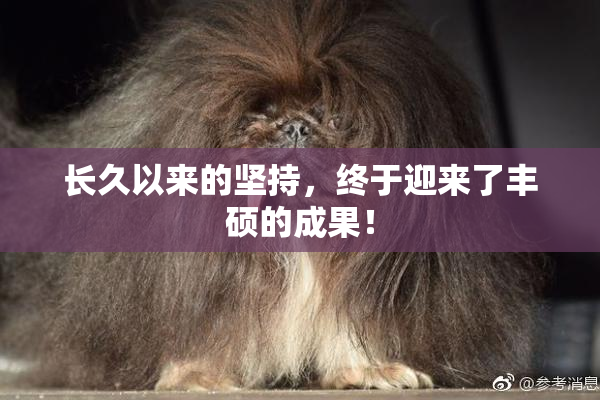 长久以来的坚持，终于迎来了丰硕的成果！