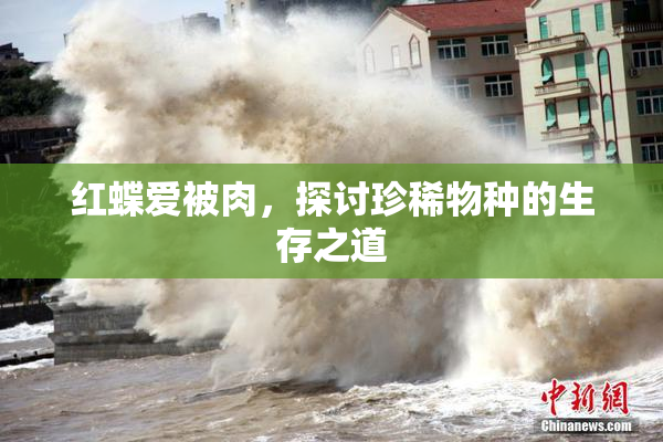 红蝶爱被肉，探讨珍稀物种的生存之道