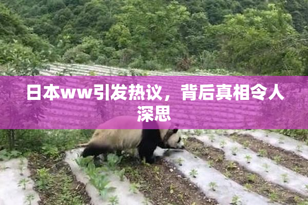 日本ww引发热议，背后真相令人深思