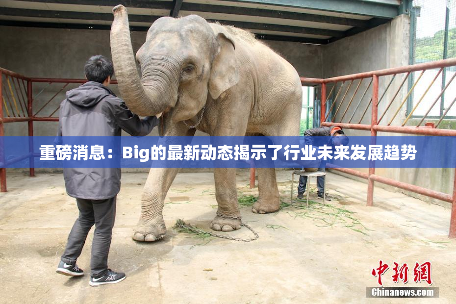 重磅消息：Big的最新动态揭示了行业未来发展趋势