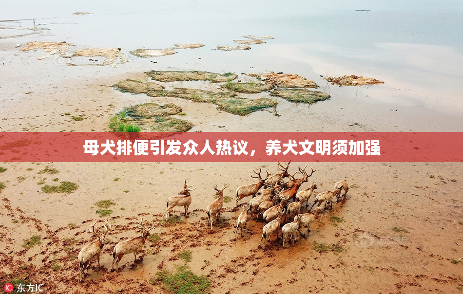 母犬排便引发众人热议，养犬文明须加强