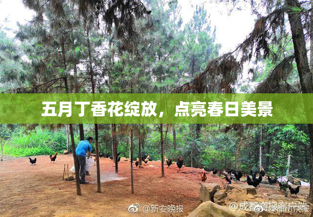 五月丁香花绽放，点亮春日美景