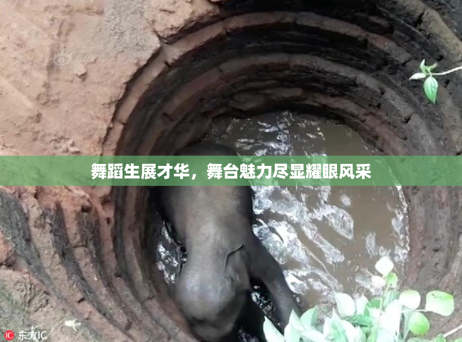 舞蹈生展才华，舞台魅力尽显耀眼风采