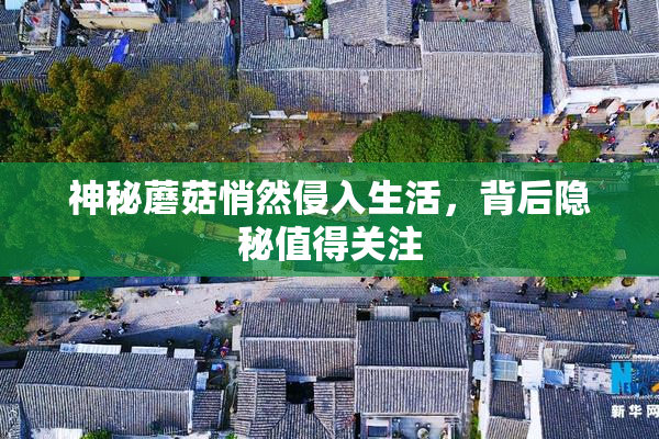 神秘蘑菇悄然侵入生活，背后隐秘值得关注