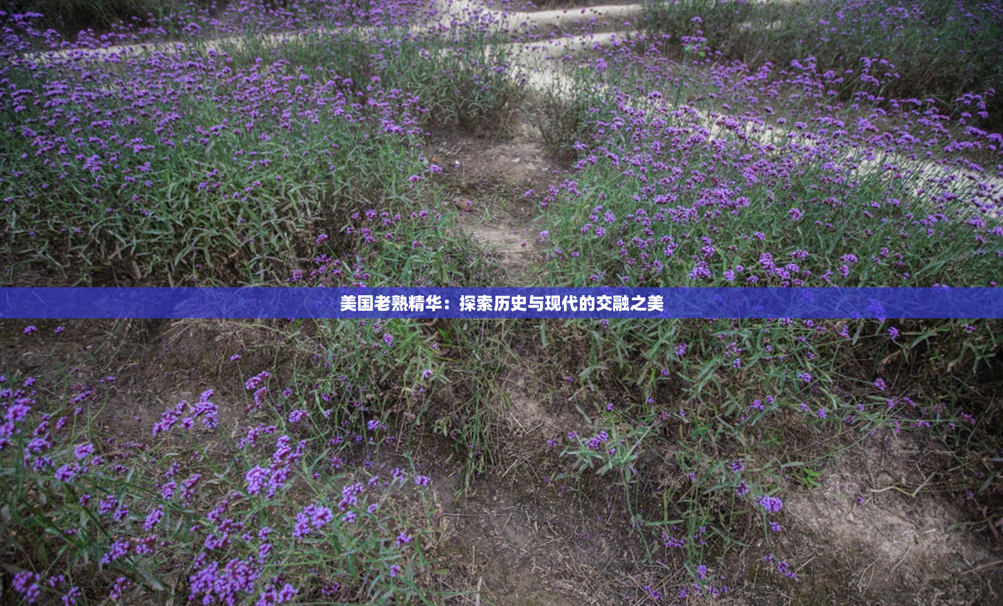 美国老熟精华：探索历史与现代的交融之美