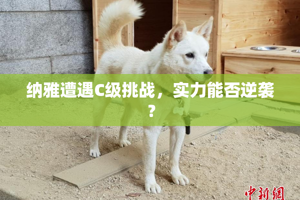 纳雅遭遇C级挑战，实力能否逆袭？