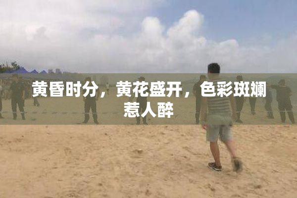 黄昏时分，黄花盛开，色彩斑斓惹人醉
