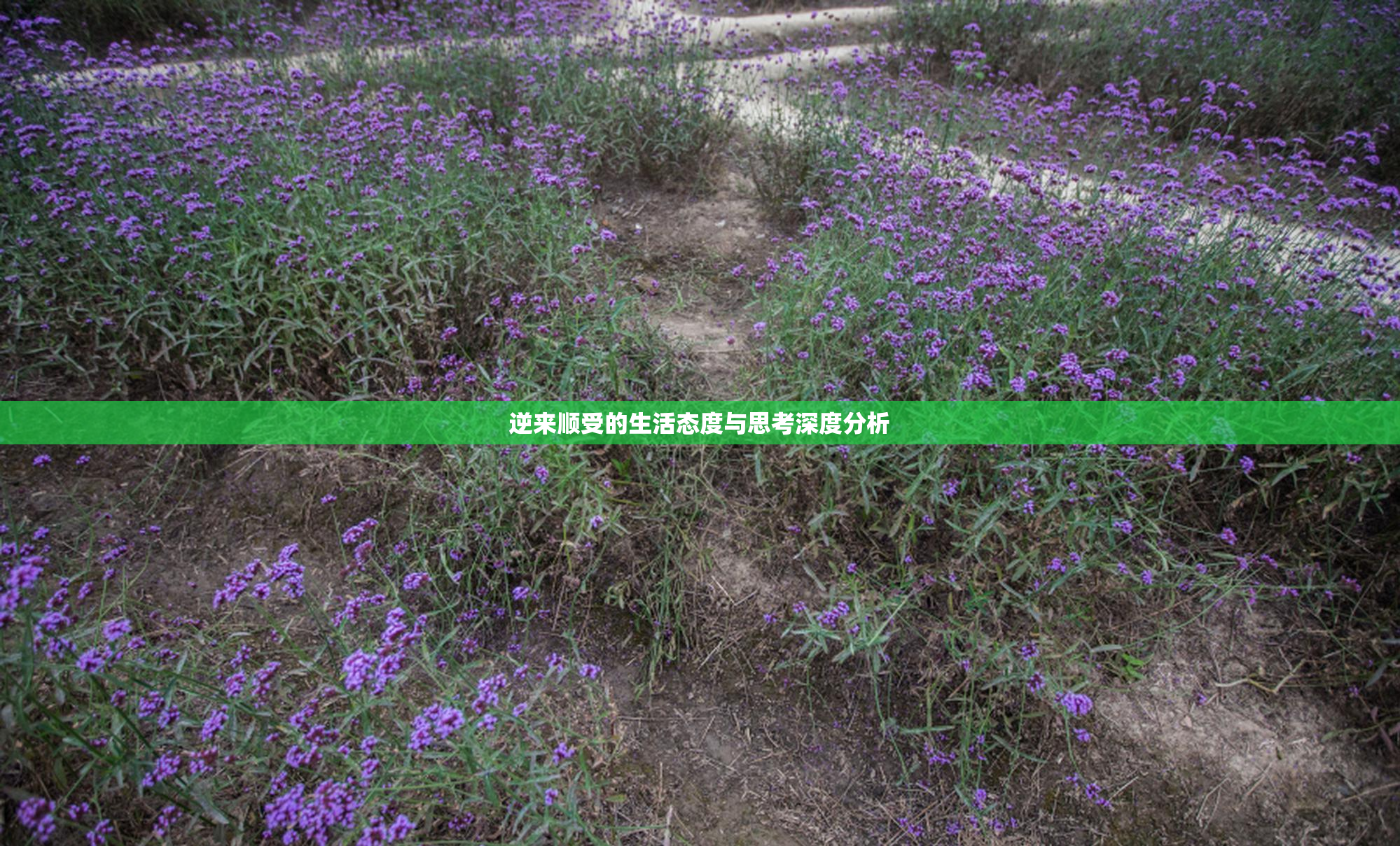 逆来顺受的生活态度与思考深度分析