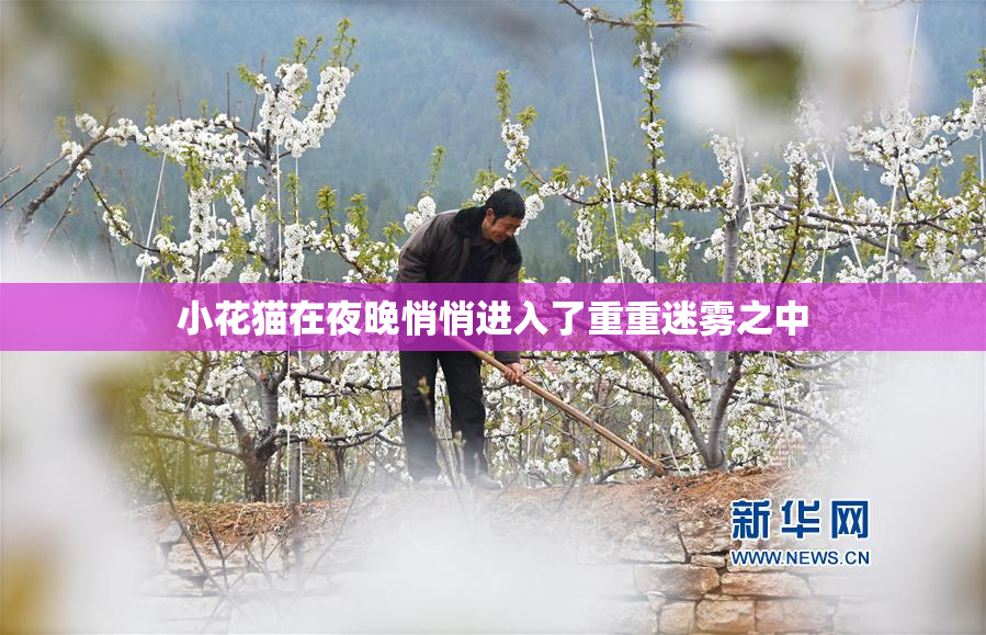 小花猫在夜晚悄悄进入了重重迷雾之中